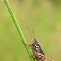 Roesel's Bush Cricket OLYMPUS DIGITAL CAMERA